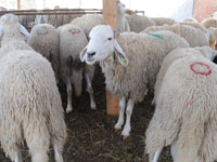 سوق أهراس/ مصالح الدرك تسترجع مجموعة من رؤوس الماشية المسروقة بالحنانشة