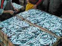 إرتفاع إنتاج السمك في 2013 بعين تموشنت