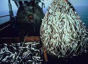 40 مليار سنتيم لقطاع الصيد البحري بالشلف