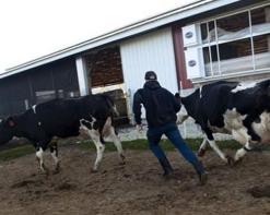 القبض على بن لادن زعيم شبكة جهوية لسرقة المواشي بأم البواقي