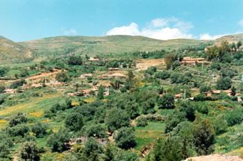 Béjaïa fête ce qui reste de ses oliviers