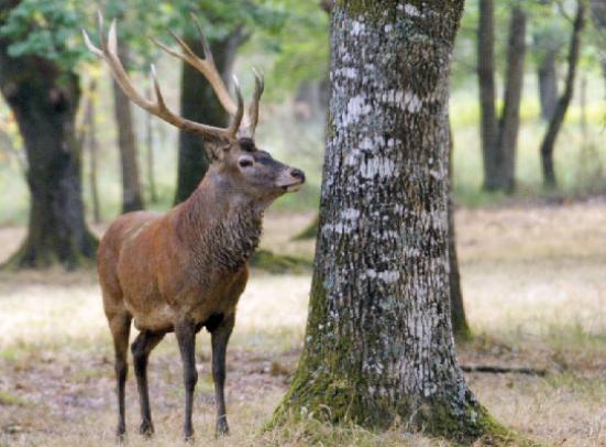 حروب الصيد الهمجي تهدّد بانقراض وشيك ل