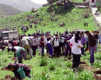 Azazga / L'opération de reboisement interrompue