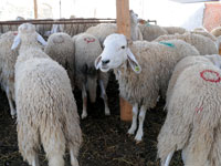 تفكيك شبكة لسرقة المواشي بالمسيلة