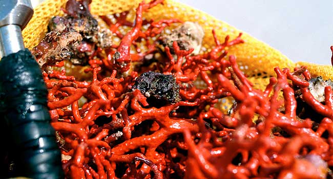 Algérie - Des professionnels saluent la réouverture de la pêche au corail malgré les réserves des écolos