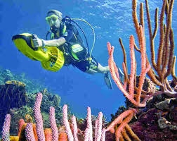 Réouverture de la pêche au corail
