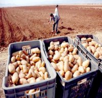 M. Sellal visite une exposition de production de semence de pomme de terre à El Harouche