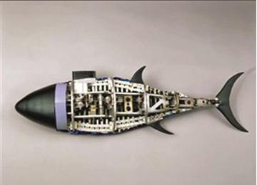 سمكة سامة.. من الشلف إلى مستغانم