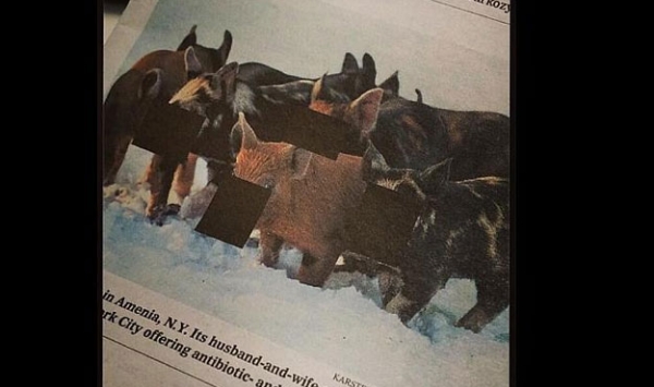 دار نشر ماليزية تحجب وجوه خنازير حرصا على مشاعر المسلمين