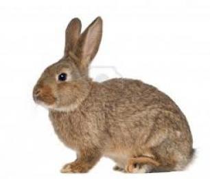 مديرة الصيد البحري بمستغانم تحذّر من سمك الأرنب