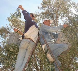 مناصب العمل الموسمية بمعسكر                    إقبال من شباب الولايات المجاورة و نفور من أبناء المنطقة