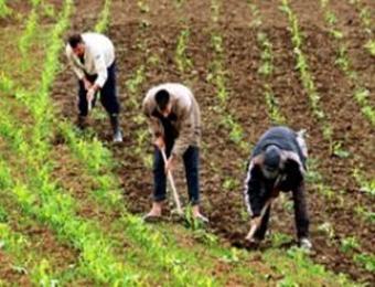 80 فلاحا يهددون بالاحتجاج في البيض