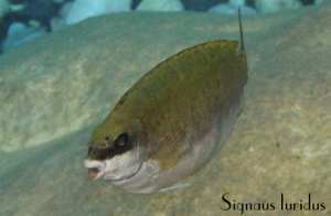 Le poisson lapin. voir la video:( https://www.youtube.com/watch'v=cWhqSGsJ0do)