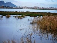 Mort de poissons dans la zone humide 