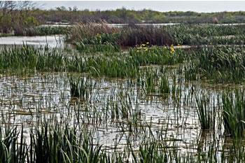 Les spécialistes redoutent un désastre écologique