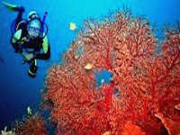 La réouverture de la pêche au corail se fera en alternance (ministre)