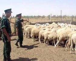 لصوص المواشي في قبضة الدرك الوطني بغليزان