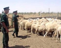 لصوص المواشي في قبضة الدرك الوطني بغليزان