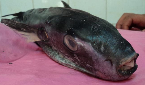 الاشتباه في وفاة طالب بسبب سمكة الأرنب بعنابة