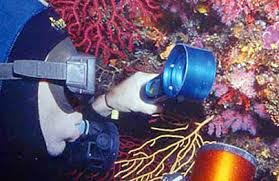 À quelques encablures de la réouverture de la Pêche du corail