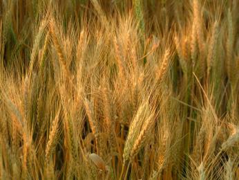 اختفاء 5500 قنطار من القمح الصلب والشعير بوحدة تخزين بغليزان