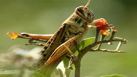 تحويل أطنان من مبيد الجراد 