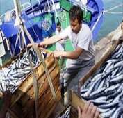 أسماك الأرنب السامة تظهر بشواطئ وهران، بومرداس والطارف