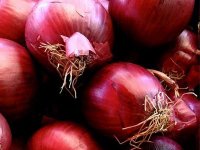 Exportation d'une première cargaison d'oignons rouges vers le Koweït