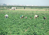 Sa terre est riche et généreuse mais ses habitants sont privés de tout.Maadher (M'sila)'
