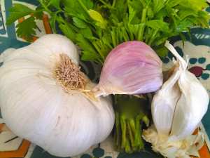 l'ail roi de vos plats