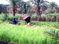 Agriculture, potentialités et valorisation