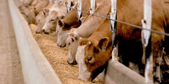 Partenariat algéro-français