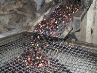 Une récolte quasiment nulle