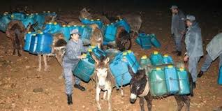 Elles ont atteint des quantités record en 2013