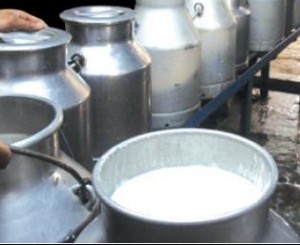 Algérie : les laiteries recourent à des solutions de facilité