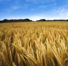 الجزائر تشتري 600 ألف طن من القمح لدعم المعروض..