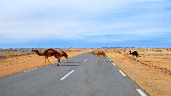 Journée d'étude sur les résistances populaires dans l'Ahaggar