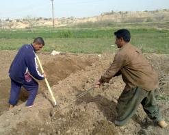 مرض مجهول يصيب محاصيل البطاطا بالماء الأبيض في تبسة