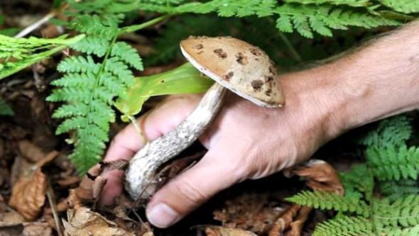 La cueillette de champignons bat son plein dans le sud de la wilaya de M'sila
