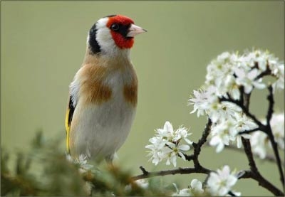 إحباط تهريب 350 طائر حسون بالشلف