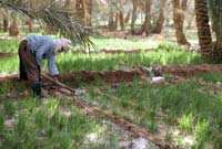 La faune & la Flore à Adrar