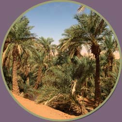 La biodiversité à Adrar