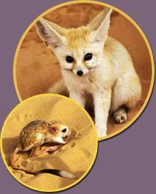 La faune saharienne à Adrar