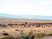 Au c'ur des zones steppiques