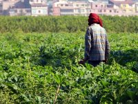 L'Algérie proche du parachèvement à l'échéance 2015