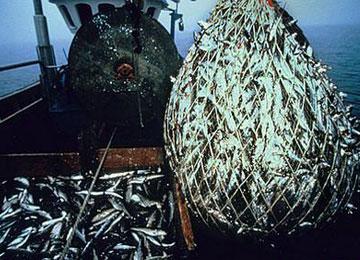 مشروع مسمكة عصرية للبيع بالتجزئة بمستغانم