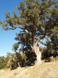 Réussir les repeuplements
