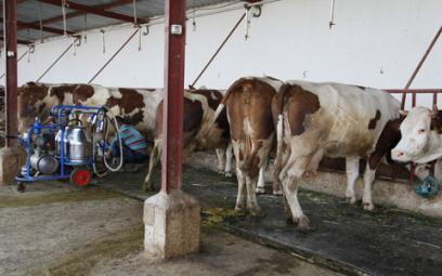 L'élevage met l'agriculture moribonde sous perfusion