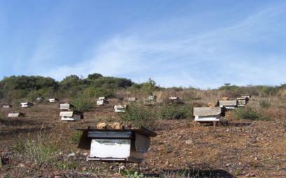 L'apiculture renait progressivement à Béjaïa
