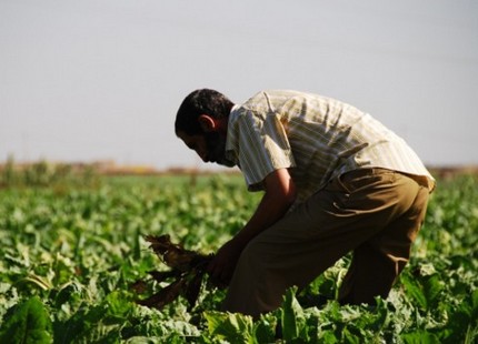 ألف فلاح أودعوا ملفاتهم تحضيرا لتطبيق قانون العقار الفلاحي